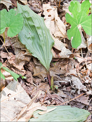 Aplectrum hyemale (Putty Root Orchid) sending up a flower spike