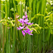 Calopogon tuberosus (Common Grass-pink Orchid)