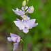 Calopogon tuberosus (Common Grass-Pink Orchid)