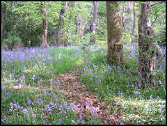 bluebells in Budshead Wood
