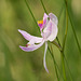 Calopogon pallidus (Pale Grass-Pink Orchid)
