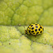 22-spot Ladybird Psyllobora vigintiduopunctata