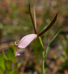 Cleistes divaricata (Large Spreading Pogonia or Rosebud Orchid)