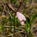 Cleistes divaricata (Large Spreading Pogonia or Rosebud Orchid)