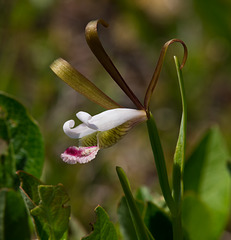 Cleistes bifaria (Small Spreading Pogonia Orchid)