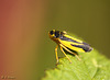 Leafhopper Evacanthus interruptus