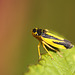 Leafhopper Evacanthus interruptus