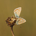 Common Blue (Polyommatus icarus) butterflies