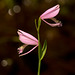 Pogonia ophioglossoides (Rose Pogonia Orchid)