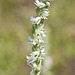 Spiranthes vernalis (Spring Ladies'-tresses Orchid)