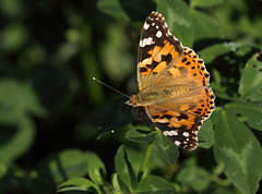 Painted Lady (Cynthia cardui) butterfly