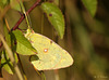 Clouded Yellow Colias croceus