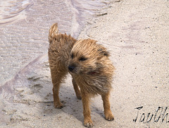 A Wind Blown Terrierist On Balnakeil Beach