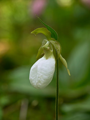 Rare white form of Cypripedium acaule (Pink Lady's-slipper Orchid)