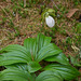 Rare white form of Cypripedium acaule (Pink Lady's-slipper Orchid)