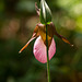 Cypripedium acaule (Pink Lady's-slipper Orchid) backlit by sunshine