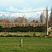 Southern Alps from Clandeboye