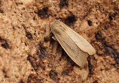 Obscure Wainscot