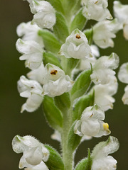 Goodyera pubescens (Rattlesnake Plantain Orchid)
