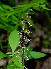 Tipularia discolor (Crane-fly Orchid)