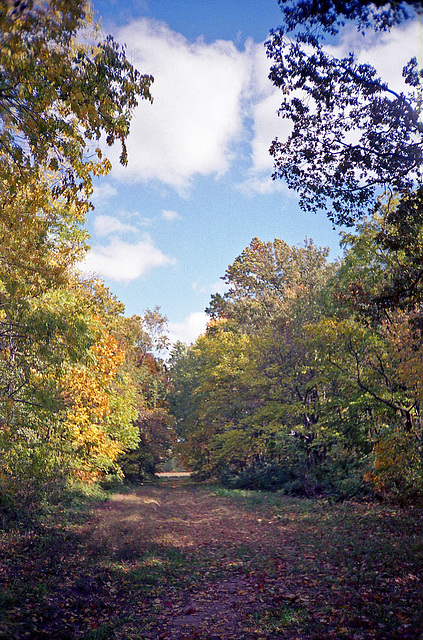 The Field At The End Of The Lane