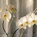Orquídeas blancas.