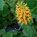 Spicebush Swallowtail on Yellow fringed Orchid