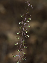 Tipularia discolor (Crane-fly Orchid)