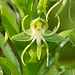 Habenaria repens (Water-spider Orchid) [Explore 8-2-2011]