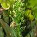 Habenaria repens (Water-spider Orchid)