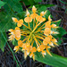 Platanthera ciliaris (Yellow fringed orchid) from above