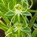 Habenaria repens (Water-spider Orchid)
