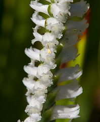 Spiranthes cernua (Nodding ladies'-tresses orchid) + Pollinia