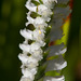 Spiranthes cernua (Nodding ladies'-tresses orchid) + Pollinia