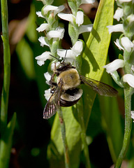 Spiranthes cernua (Nodding ladies'-tresses orchid) + Bumble Bee