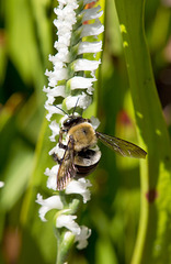 Spiranthes cernua (Nodding ladies'-tresses orchid) + Bumble Bee