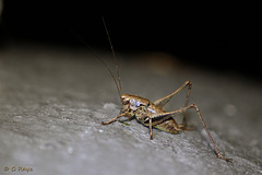 Dark Bush-cricket Male