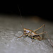 Dark Bush-cricket Male