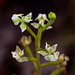 Ponthieva racemosa (Shadow witch orchid)