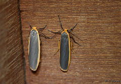 Common and Scarce Footman