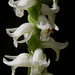 Spiranthes odorata (Fragrant ladies'-tresses orchid) with Crab Spider