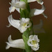 Spiranthes odorata (Fragrant ladies'-tresses orchid)