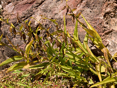 Orchids - Epipactis gigantea (Giant Stream Orchid)