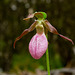 Cypripedium acaule (Pink lady's-slipper orchid)