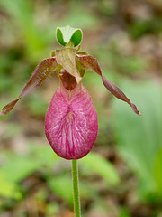 Cypripedium acaule (Pink lady's-slipper orchid)