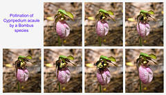 Pollination of Cypripedium acaule (Pink lady's-slipper orchid) by a Bombus species  (Explored 4-8-2012)