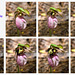 Pollination of Cypripedium acaule (Pink lady's-slipper orchid) by a Bombus species  (Explored 4-8-2012)