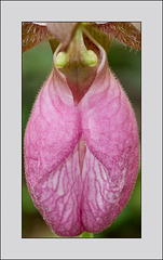 Cypripedium acaule (Pink lady's-slipper orchid) -- the important parts