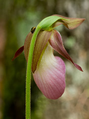 Cypripedium acaule (Pink lady's-slipper orchid) complete with a Kudzu bug