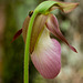 Cypripedium acaule (Pink lady's-slipper orchid) complete with a Kudzu bug